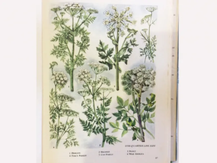 Hemlock Graphic