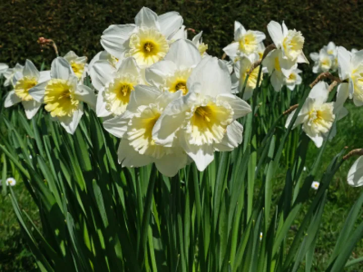 Daffodils pale_JT0733