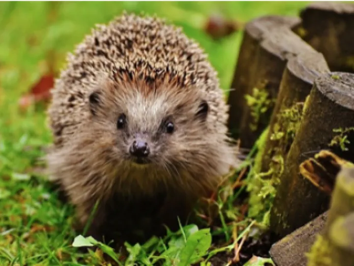 Hedgehog
