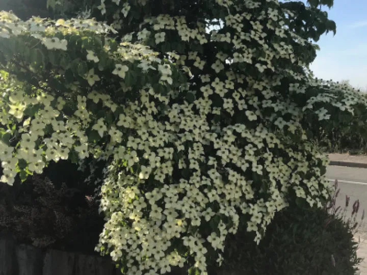 Chinses rose May 2020
