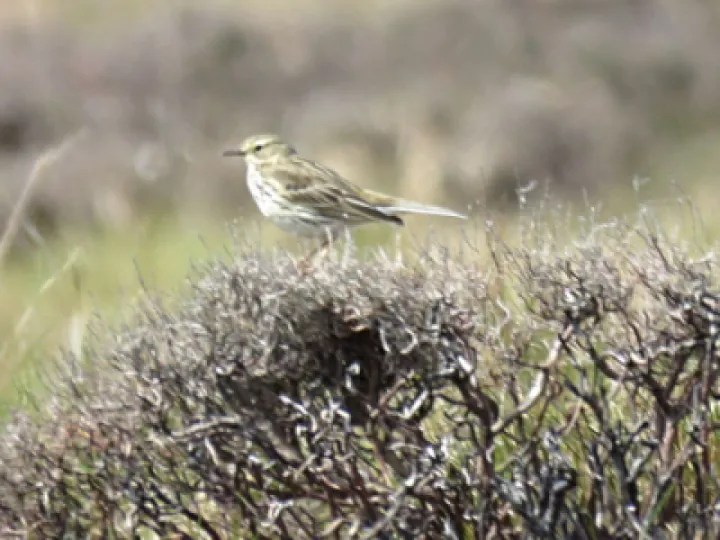 small_brown_bird
