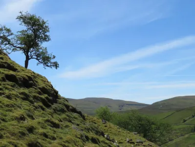 tree_on_Kisdon