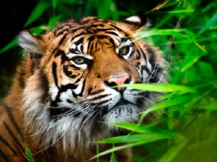 chester-zoo
