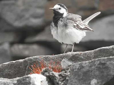 pied_wagtail
