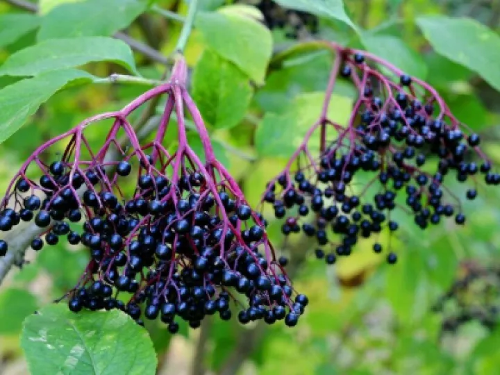 Tarvin Woodland Trees &ndash; Elderberries
