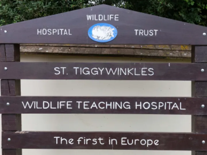 Tiggywinkles 03