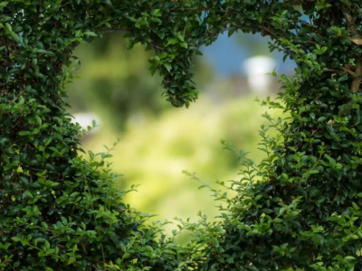 Green Heart