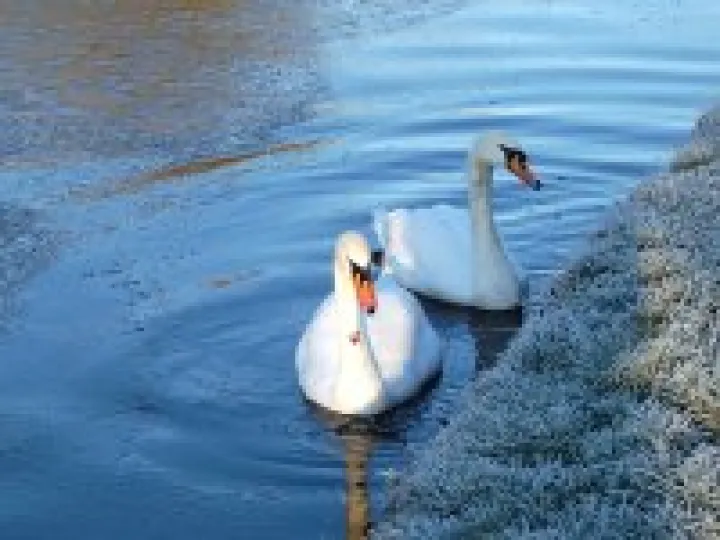 canal swans