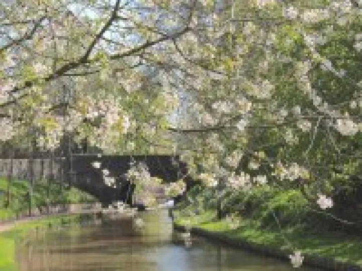 Bridge 78 Blossom