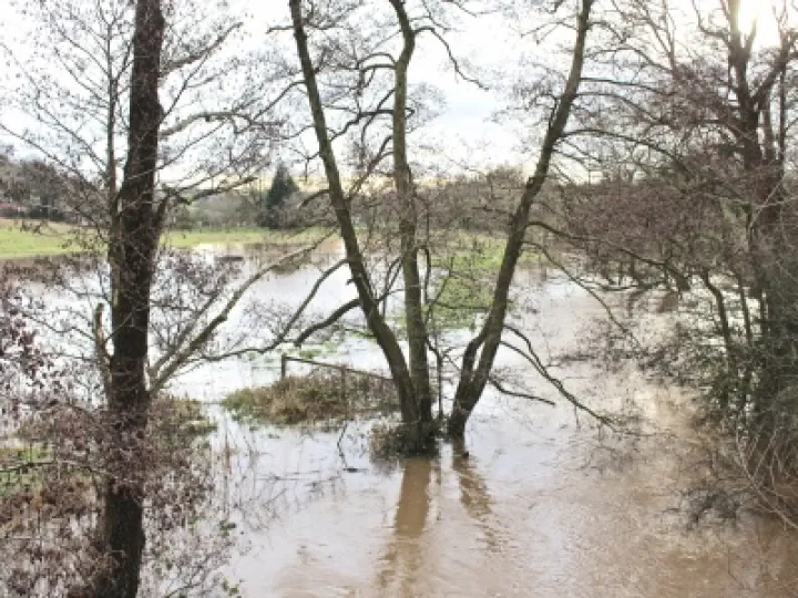Weaver in Flood