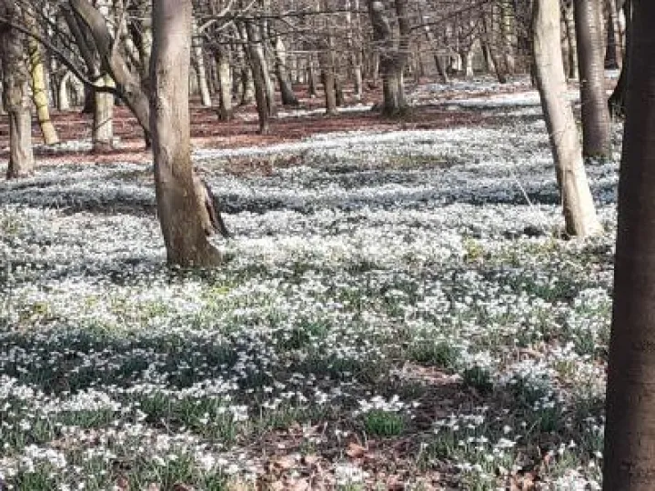 snowdrops1