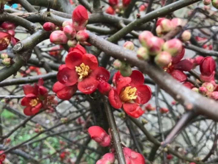 RW's Garden