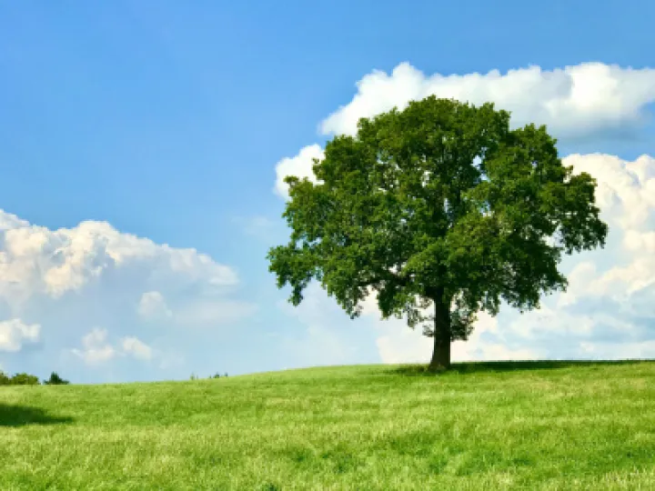 Henbury Tree in Summer