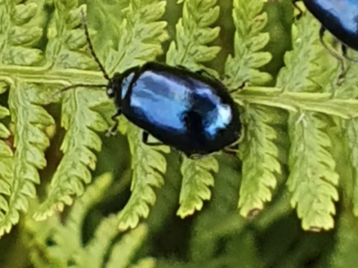 Garden Invasion