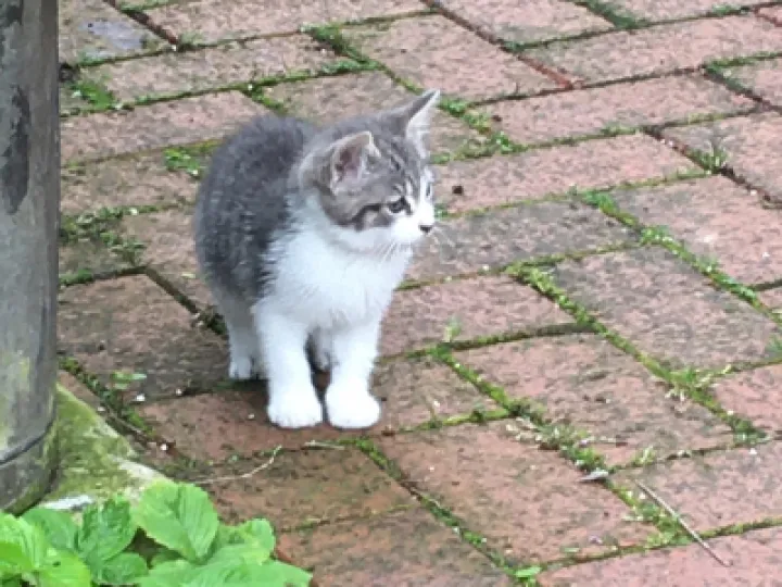 cat