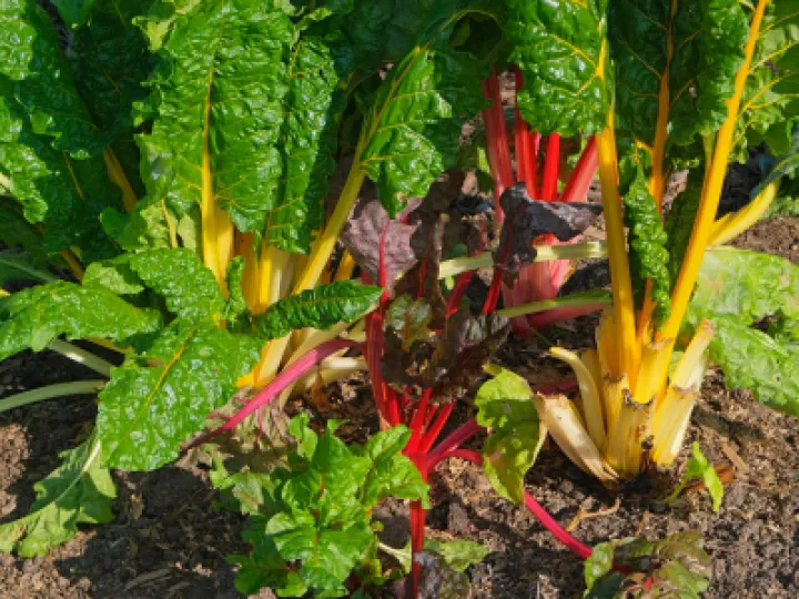 Allotments 4