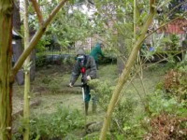 Clearing Garden