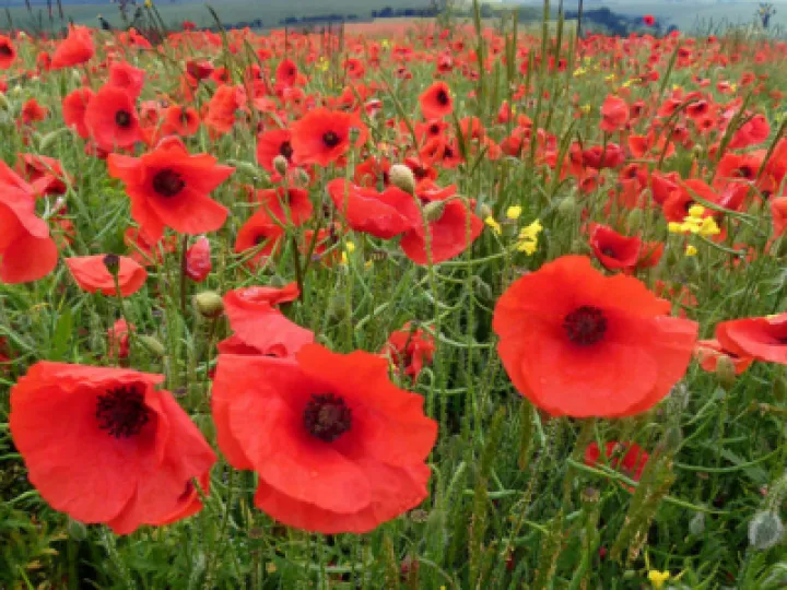 poppy-830x467
