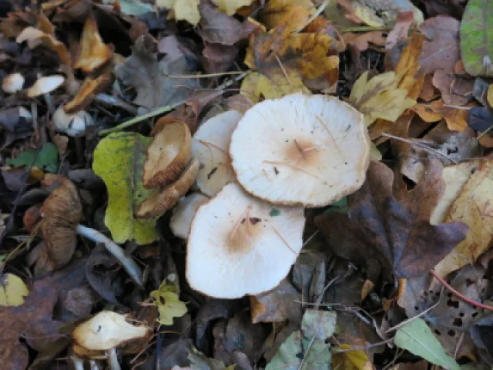 autumn 4