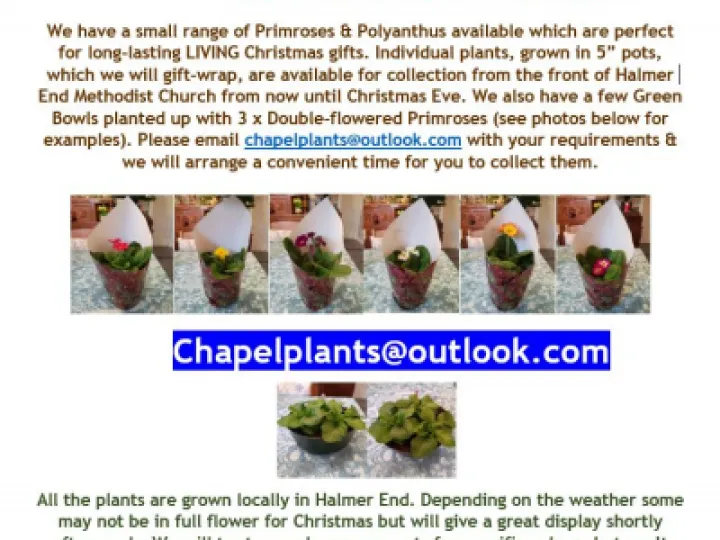 Christmas Plants Flyer_201208
