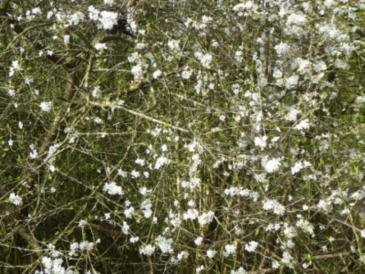 Blackthorn