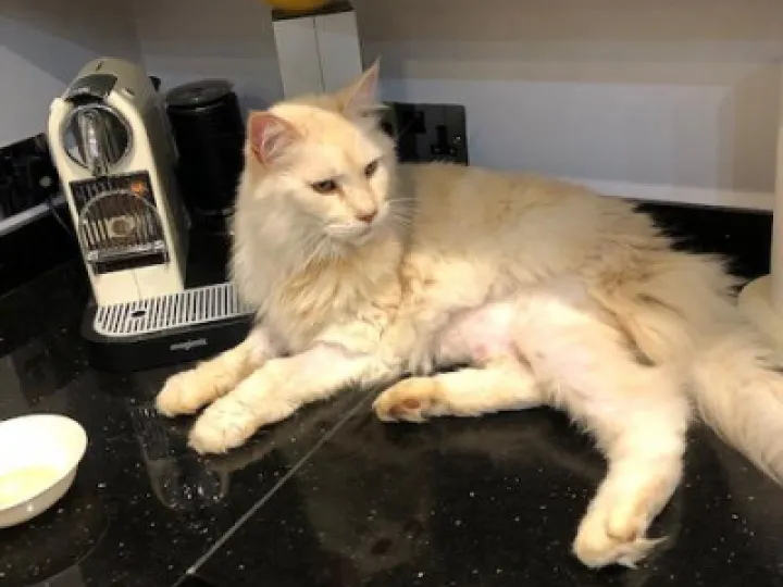 missing cat