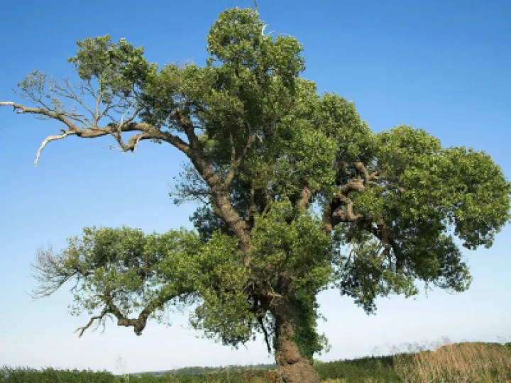 Black poplar tree
