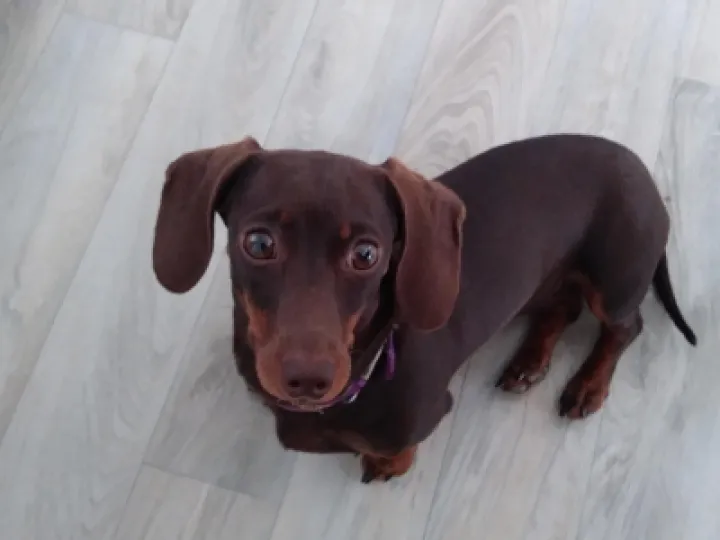 Record 49 Update on dachshund puppy