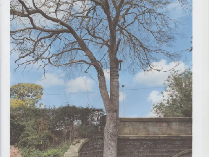 Dead Willow