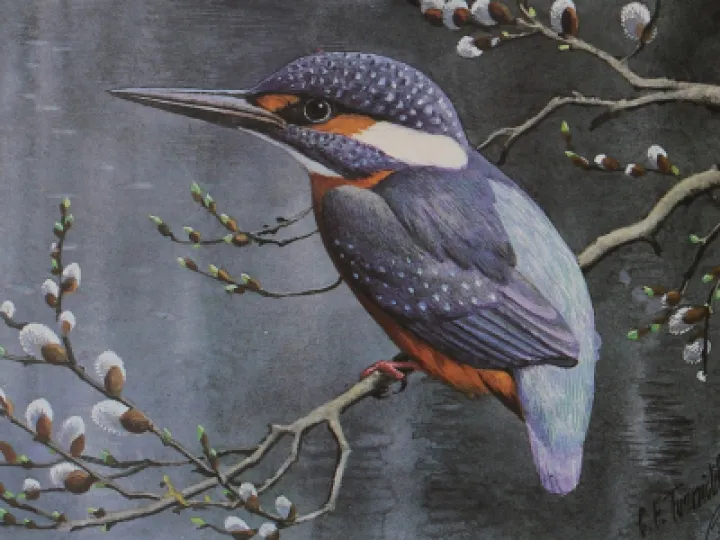 Kingfisher Charles Tunnicliffe