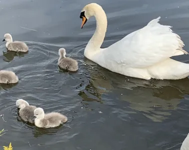 Walton swan family