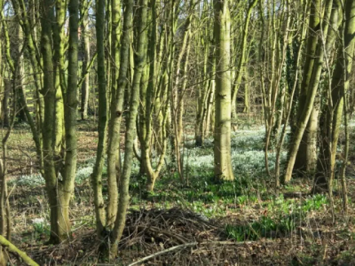 Snowdrops 2022 4