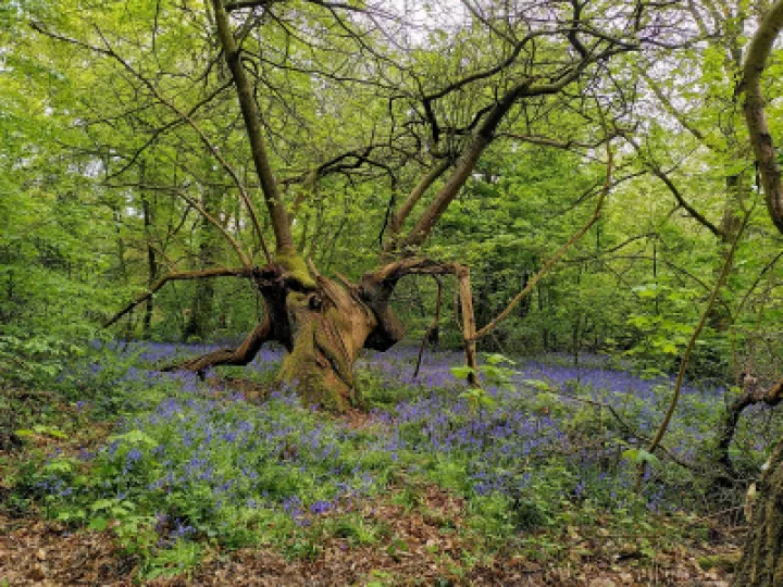 bluebells 1