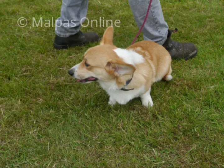 Dog 5