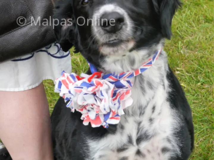 Dog show