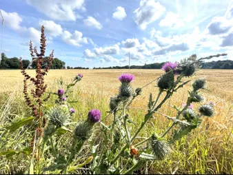Harvest