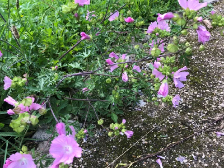 Musk Mallow