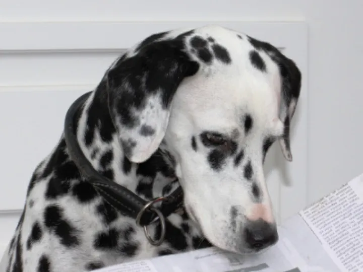 Dalmation