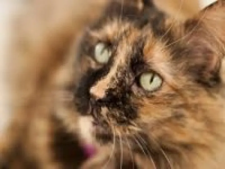 cat