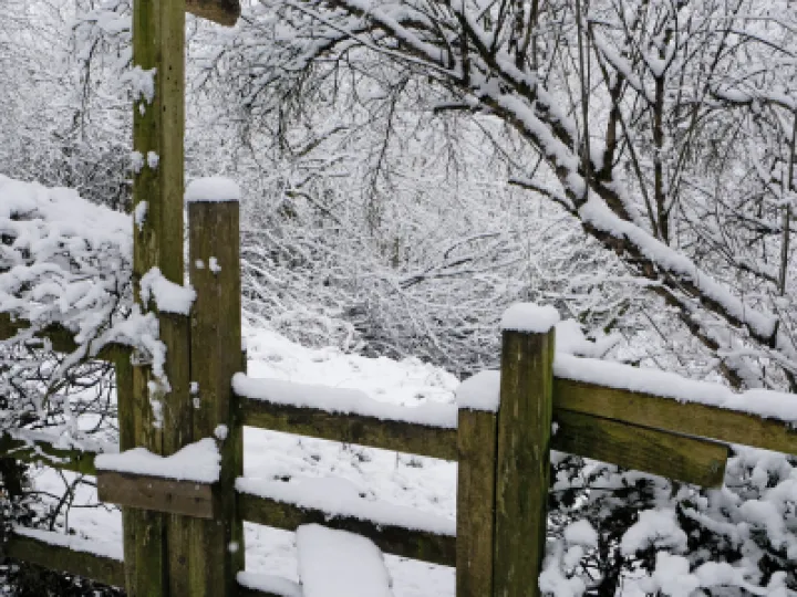 A Winter Walk