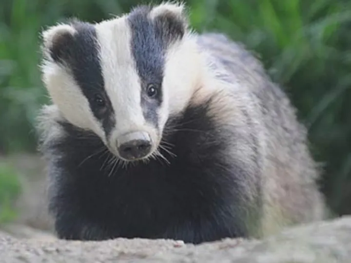 AWEG Badgers