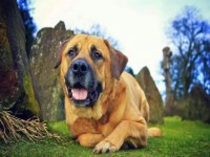 Dog Nuisance 02a
