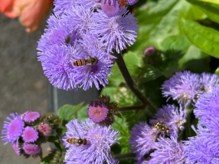 Ageratum