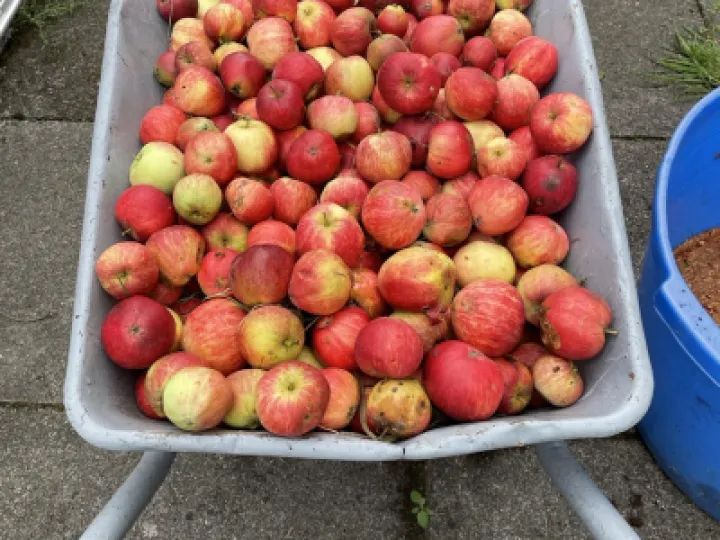 Img_8086 Apples