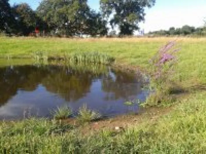 Newt pond 1