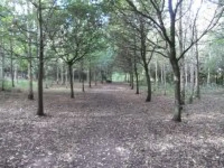 Trees Original