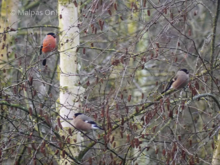 Bullfinches