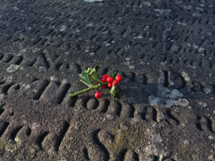 The Holly