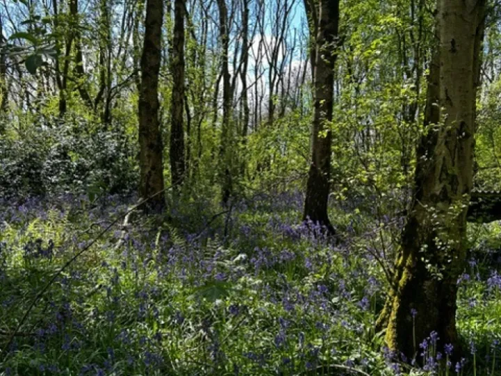 Adderley Blue Bells