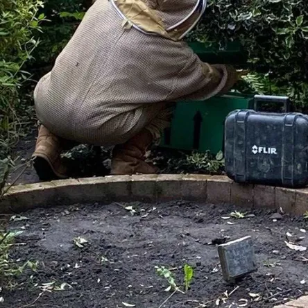 Bees